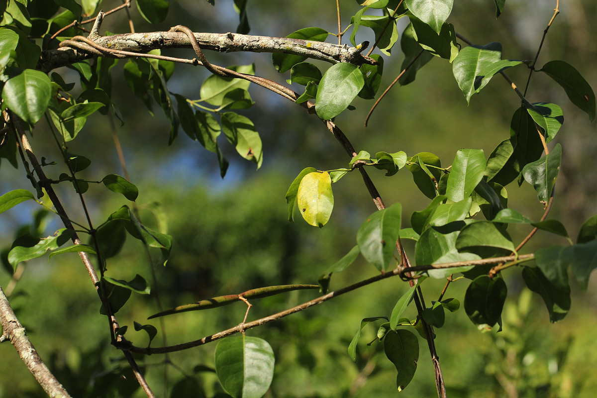 Secamone alpini Secamone alpini