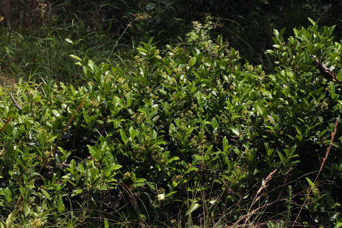 Secamone alpini Secamone alpini
