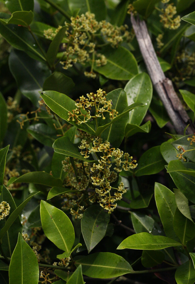 Secamone alpini Secamone alpini