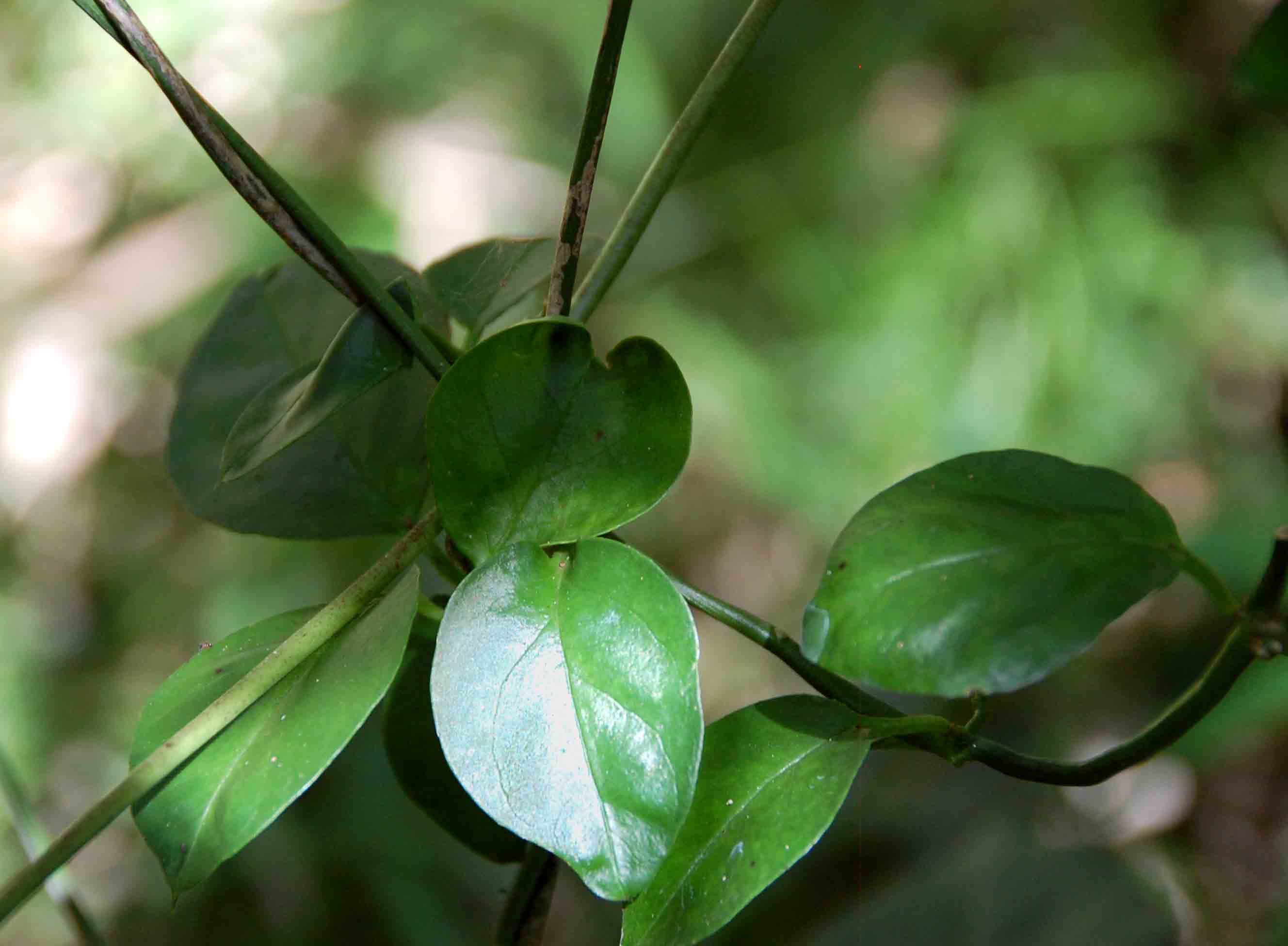 Ceropegia nilotica Ceropegia nilotica