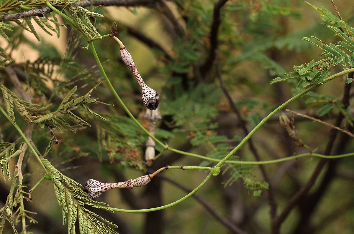 Ceropegia nilotica Ceropegia nilotica