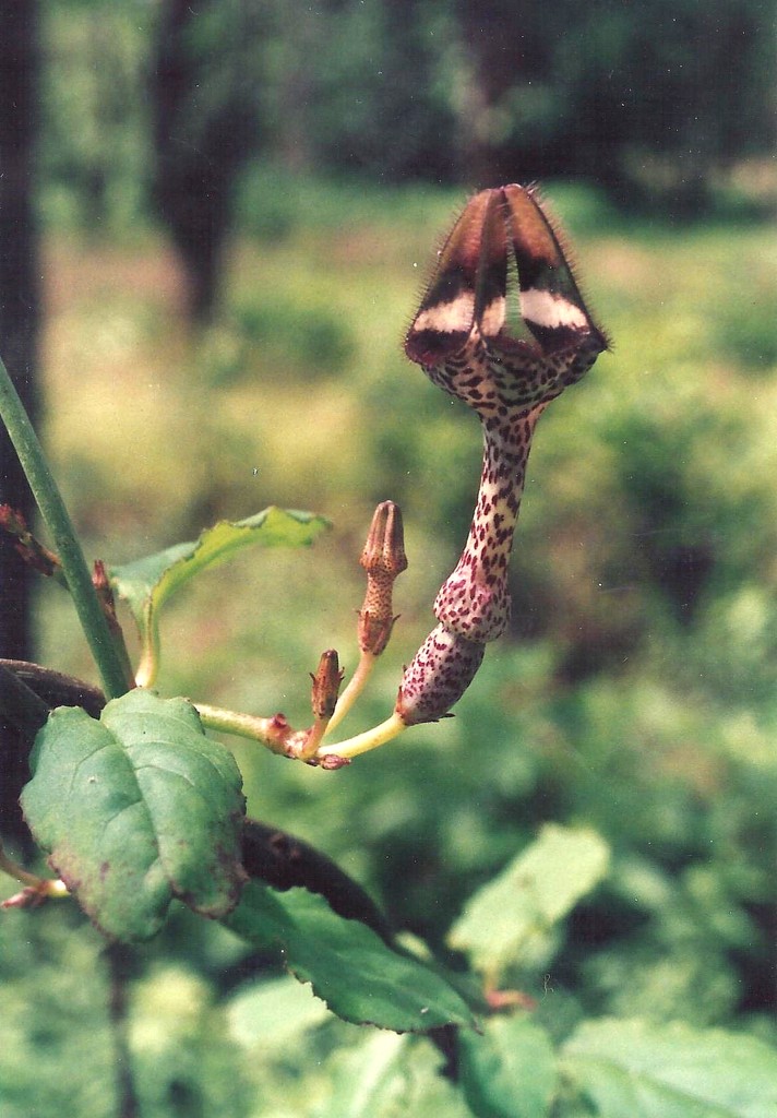Ceropegia nilotica Ceropegia nilotica