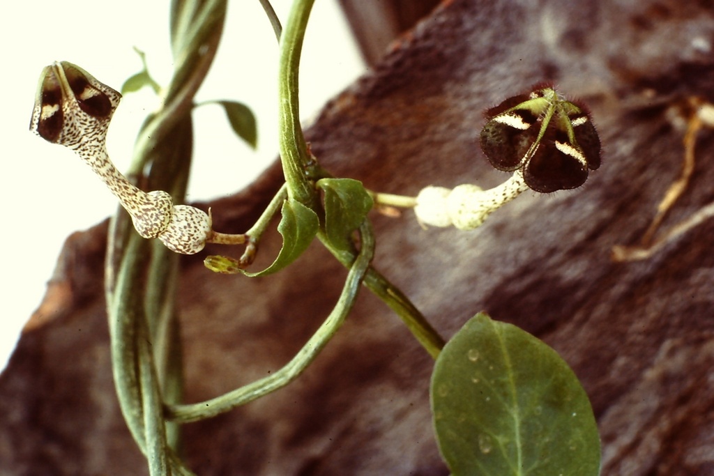 Ceropegia nilotica Ceropegia nilotica
