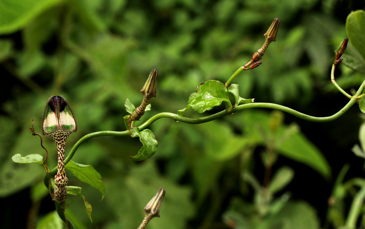 Ceropegia nilotica Ceropegia nilotica