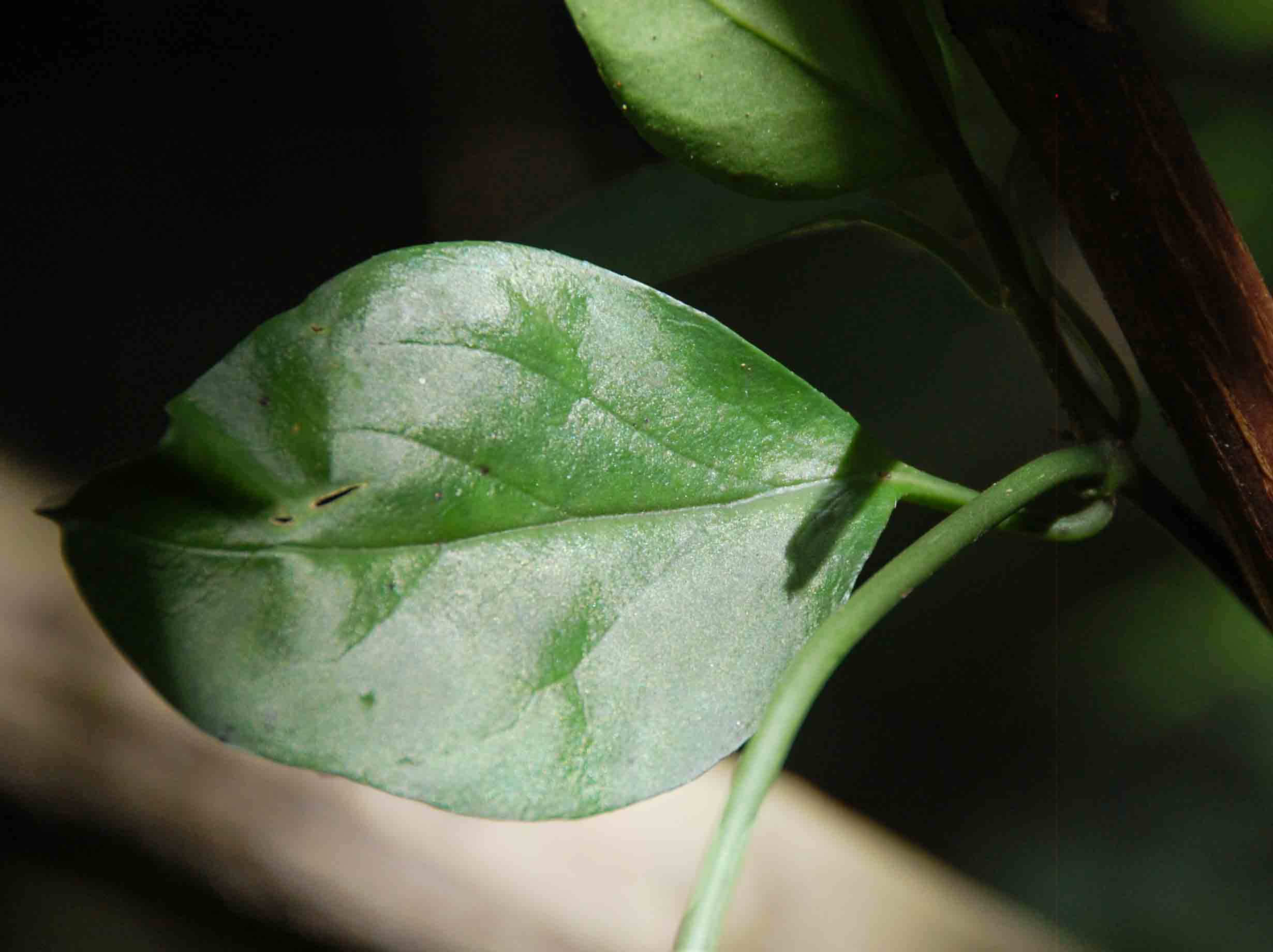 Ceropegia nilotica