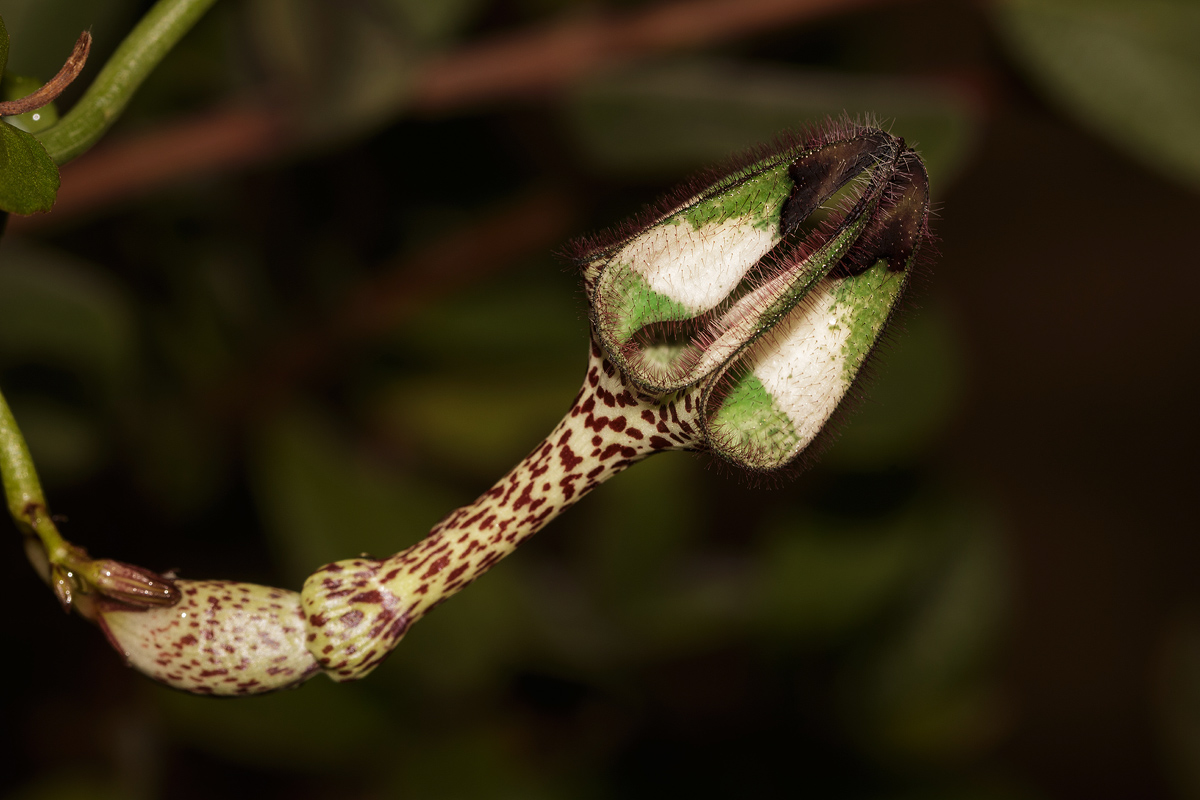 Ceropegia nilotica Ceropegia nilotica