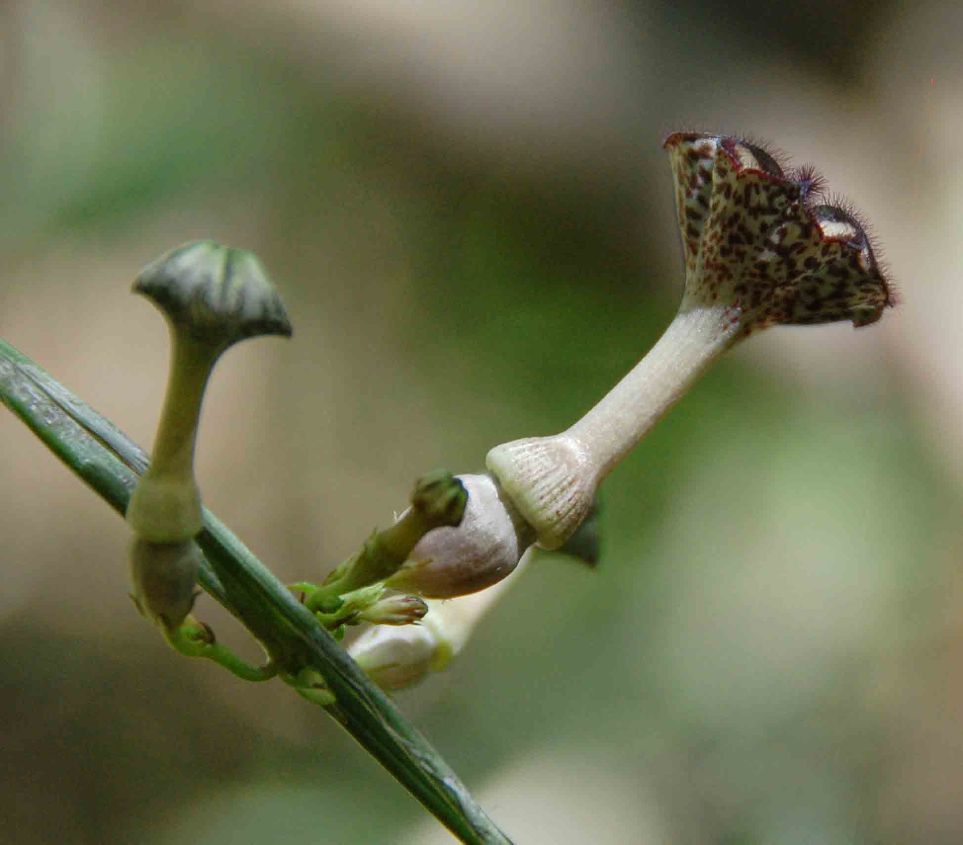 Ceropegia nilotica Ceropegia nilotica