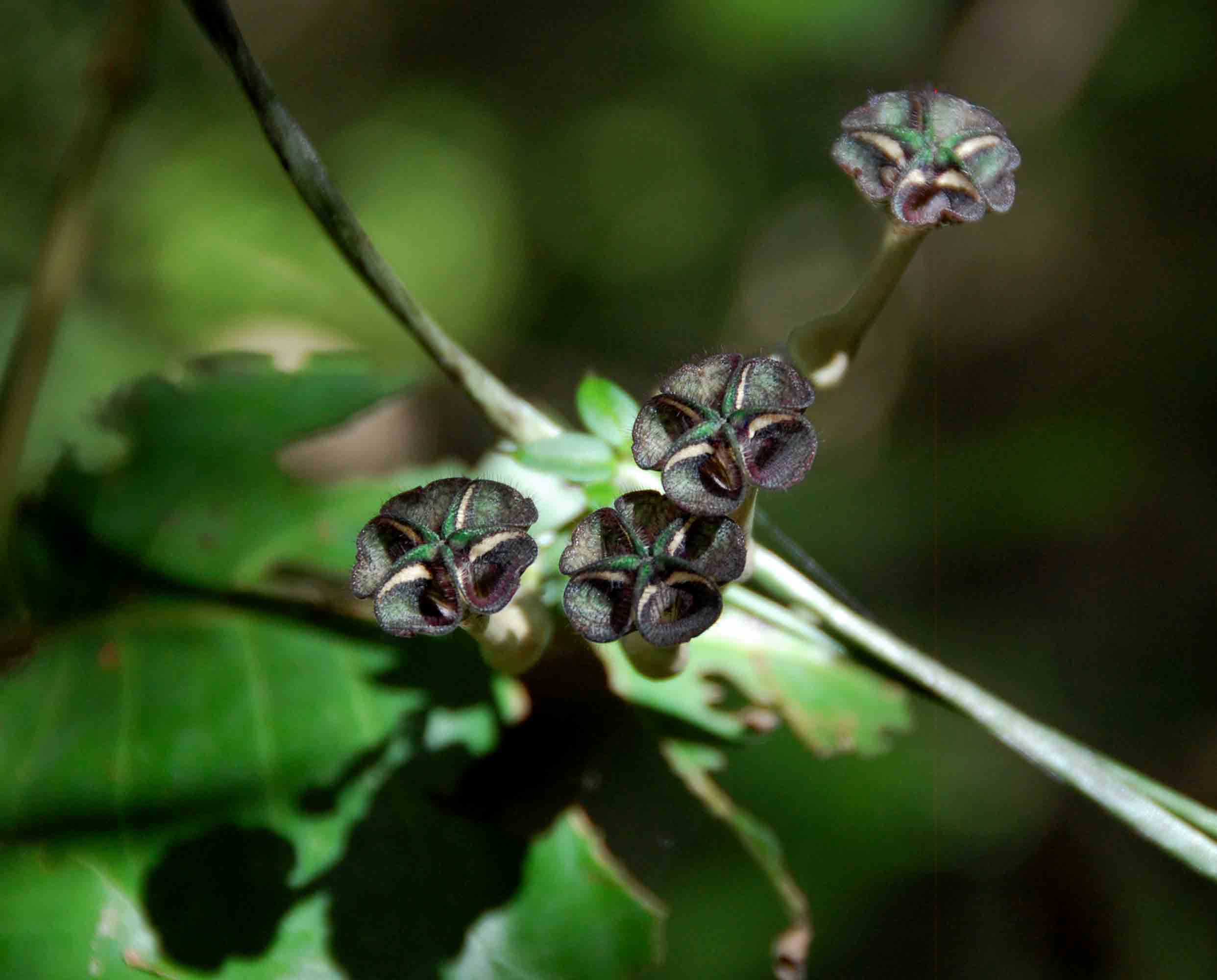 Ceropegia nilotica Ceropegia nilotica