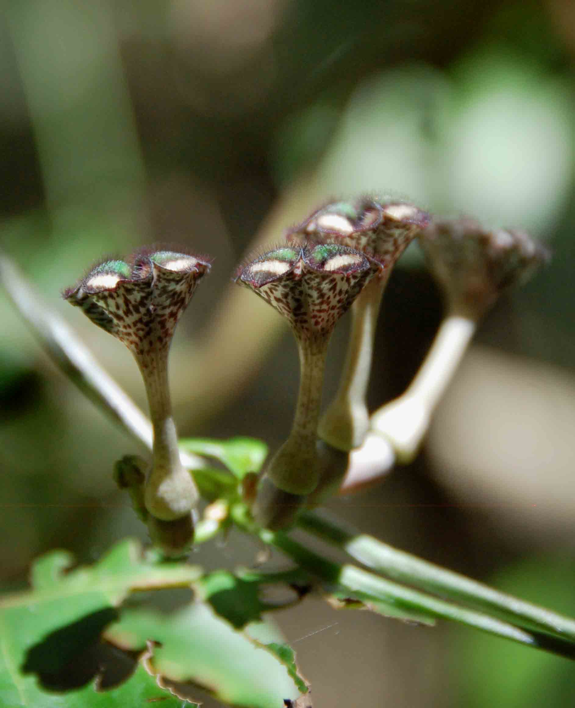 Ceropegia nilotica Ceropegia nilotica
