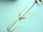 Ceropegia stenantha