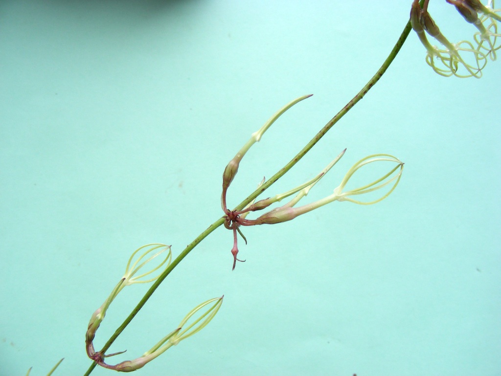 Ceropegia stenantha Ceropegia stenantha