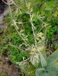 Ceropegia stenantha