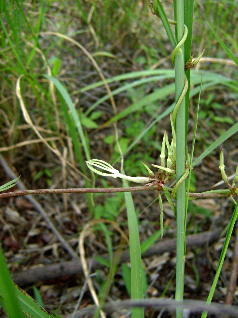 Ceropegia stenantha Ceropegia stenantha