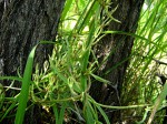 Ceropegia stenantha