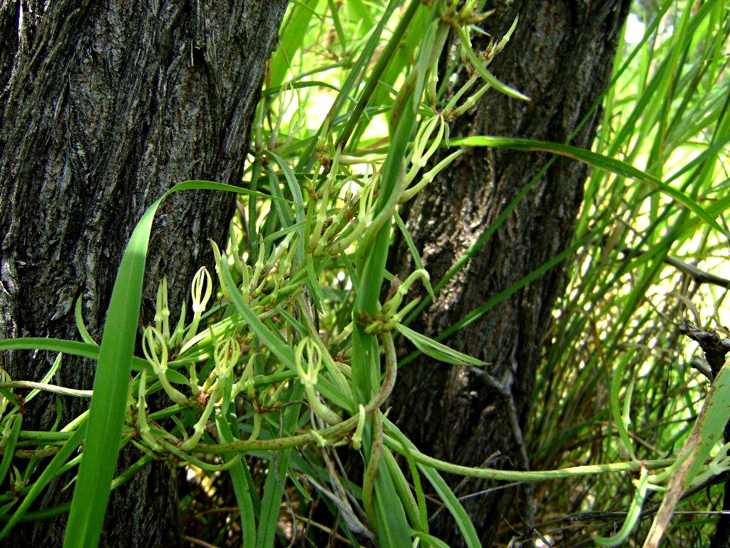Ceropegia stenantha Ceropegia stenantha