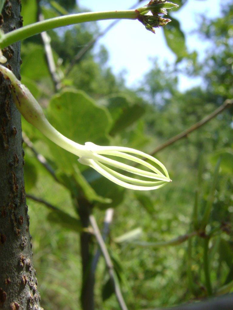 Ceropegia stenantha Ceropegia stenantha