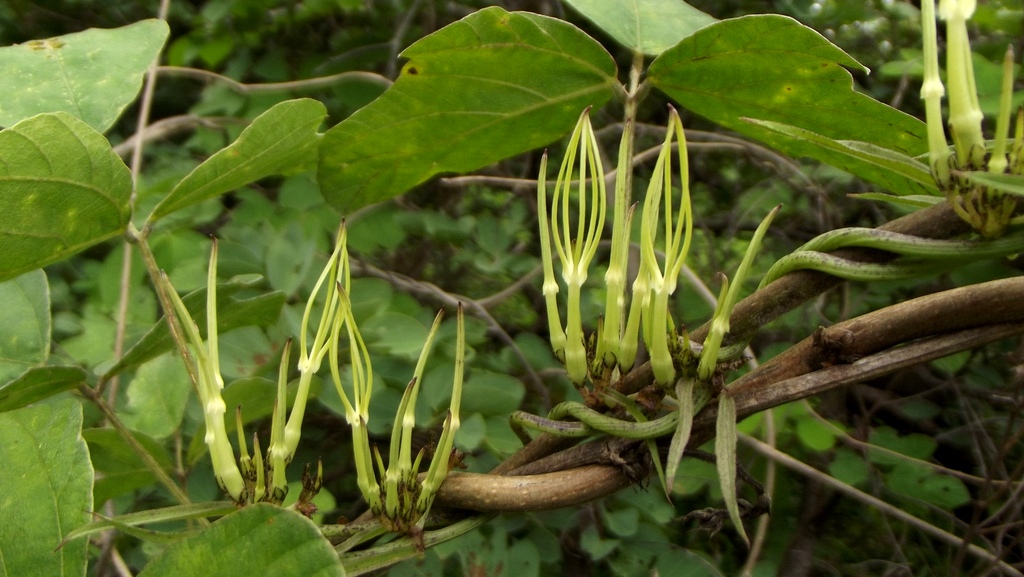 Ceropegia stenantha Ceropegia stenantha