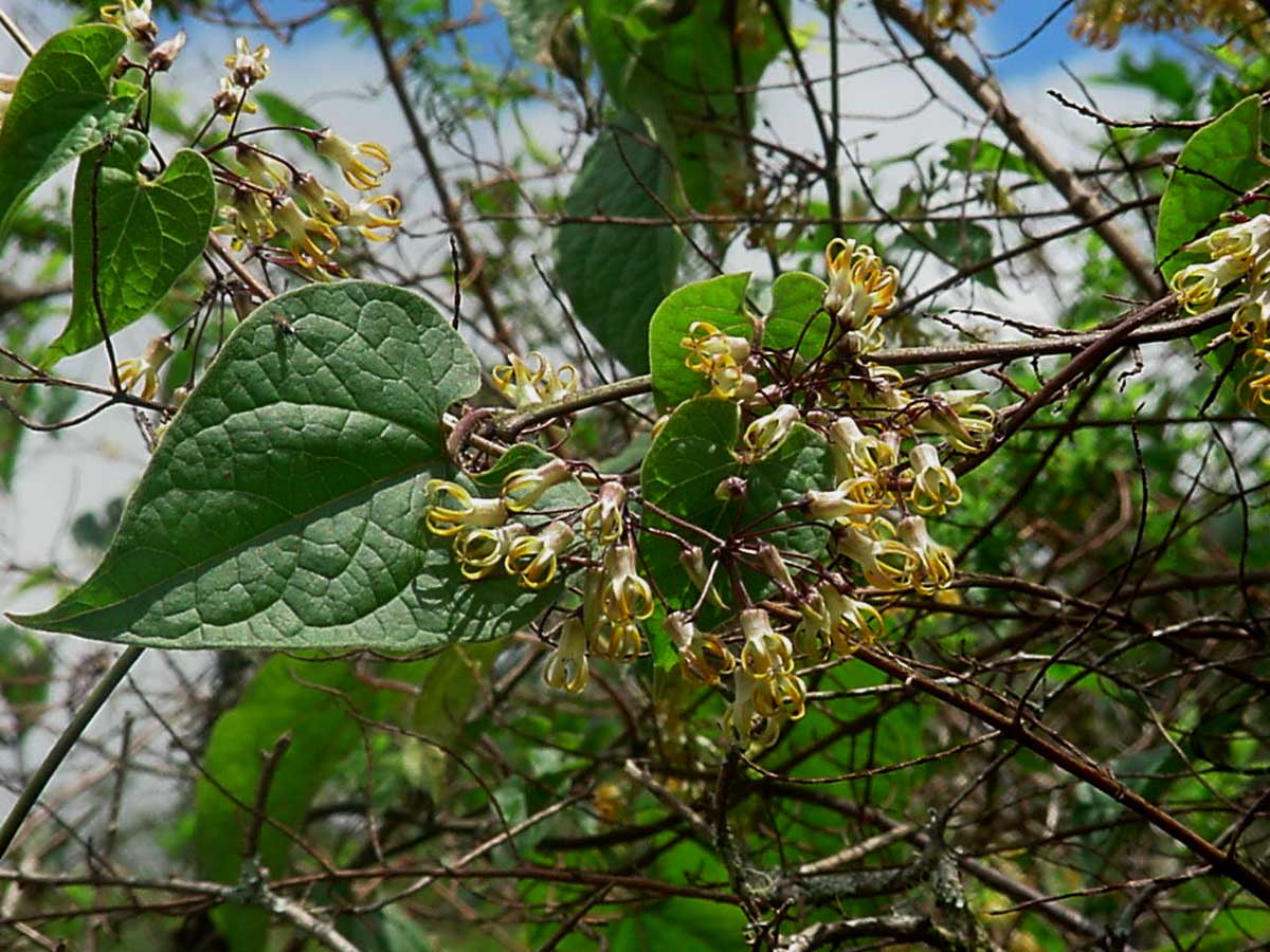 Riocreuxia polyantha Riocreuxia polyantha
