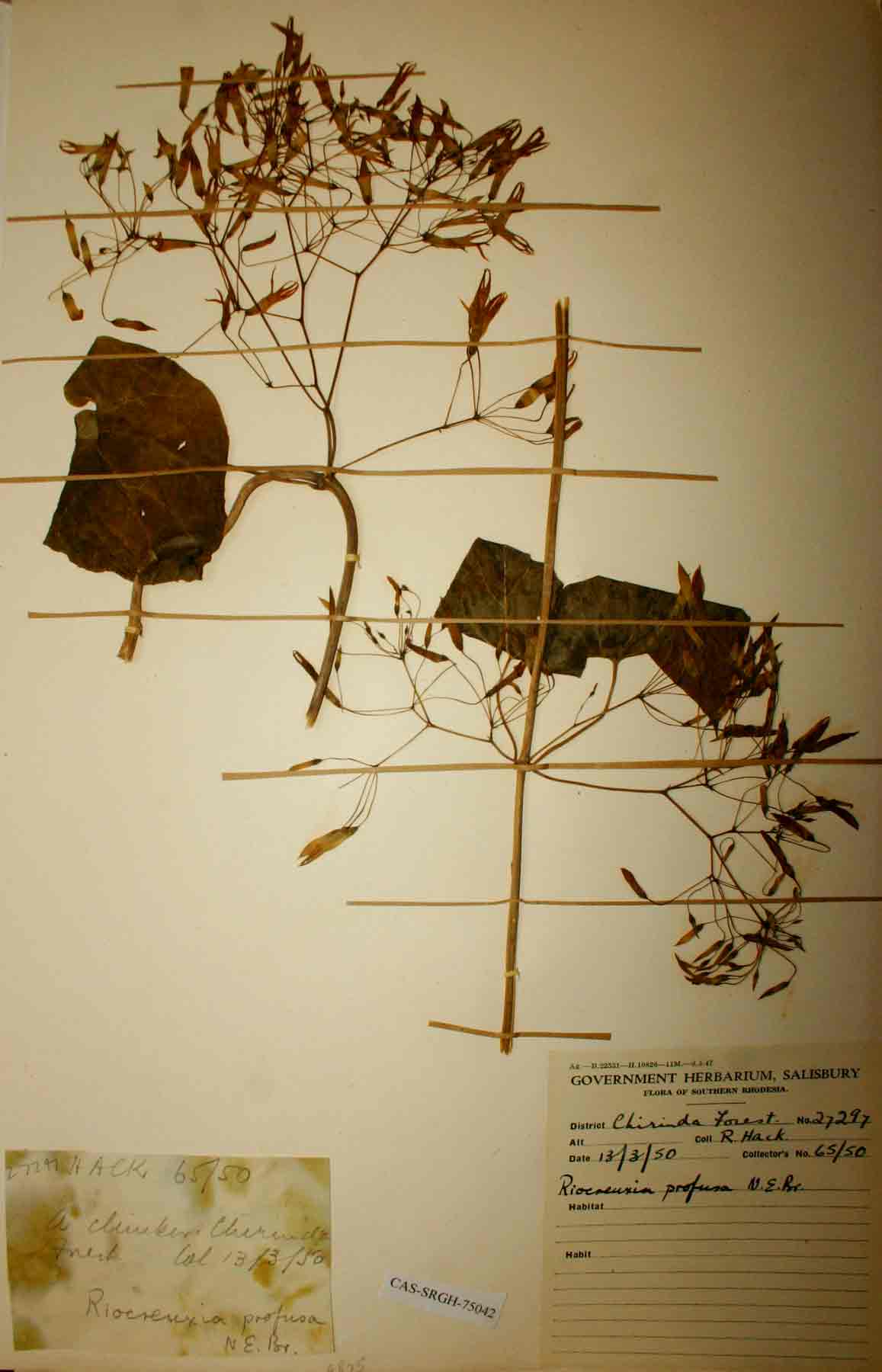 Riocreuxia polyantha Riocreuxia polyantha