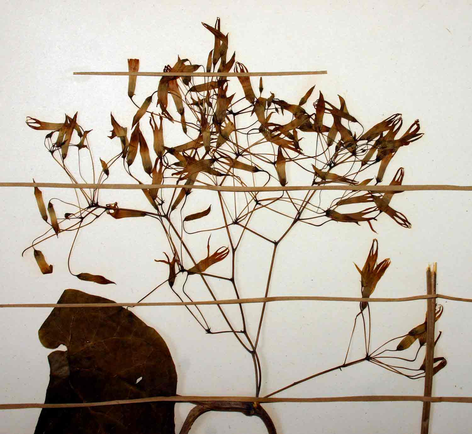 Riocreuxia polyantha Riocreuxia polyantha