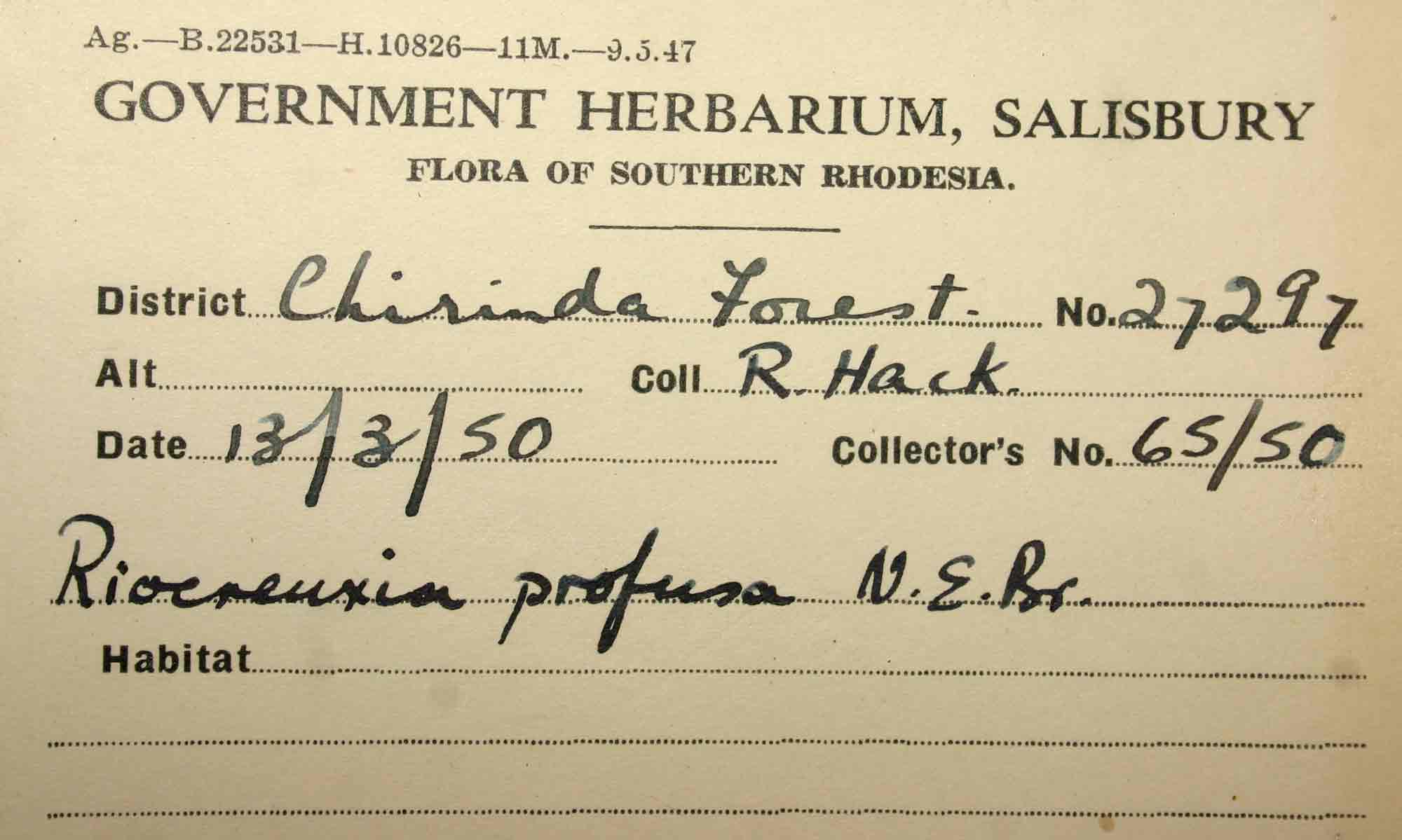 Riocreuxia polyantha Riocreuxia polyantha