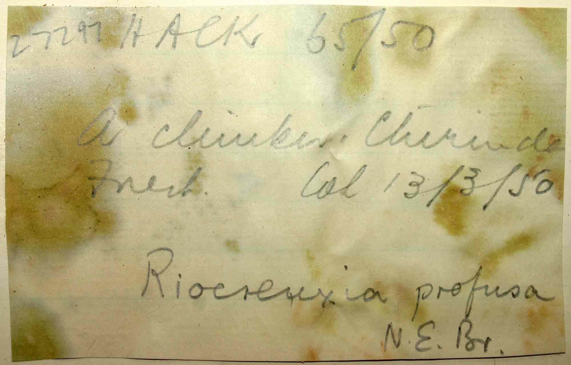 Riocreuxia polyantha