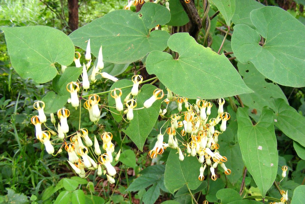 Riocreuxia polyantha