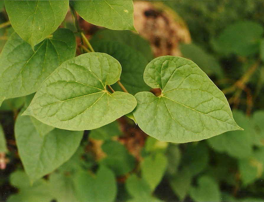 Riocreuxia polyantha Riocreuxia polyantha