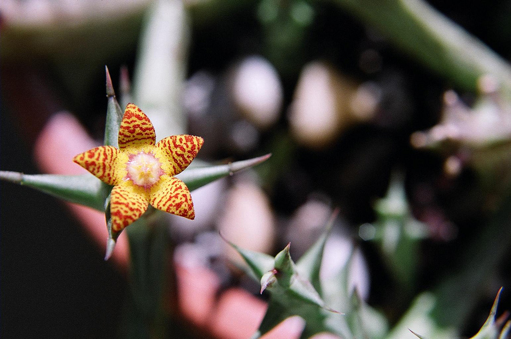 Orbea schweinfurthii