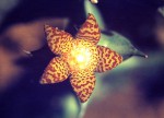 Orbea schweinfurthii
