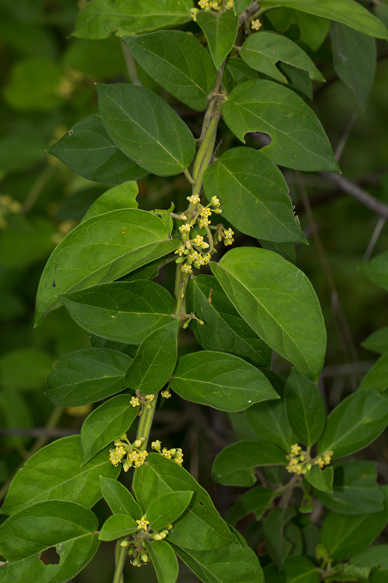 Marsdenia sylvestris