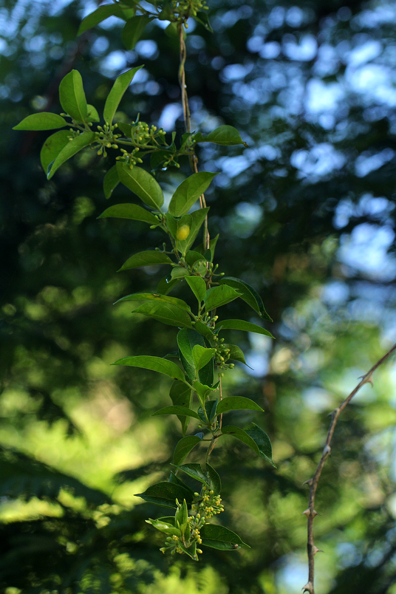 Marsdenia sylvestris