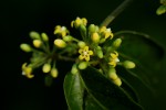 Marsdenia sylvestris