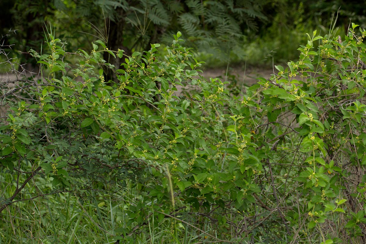 Marsdenia sylvestris