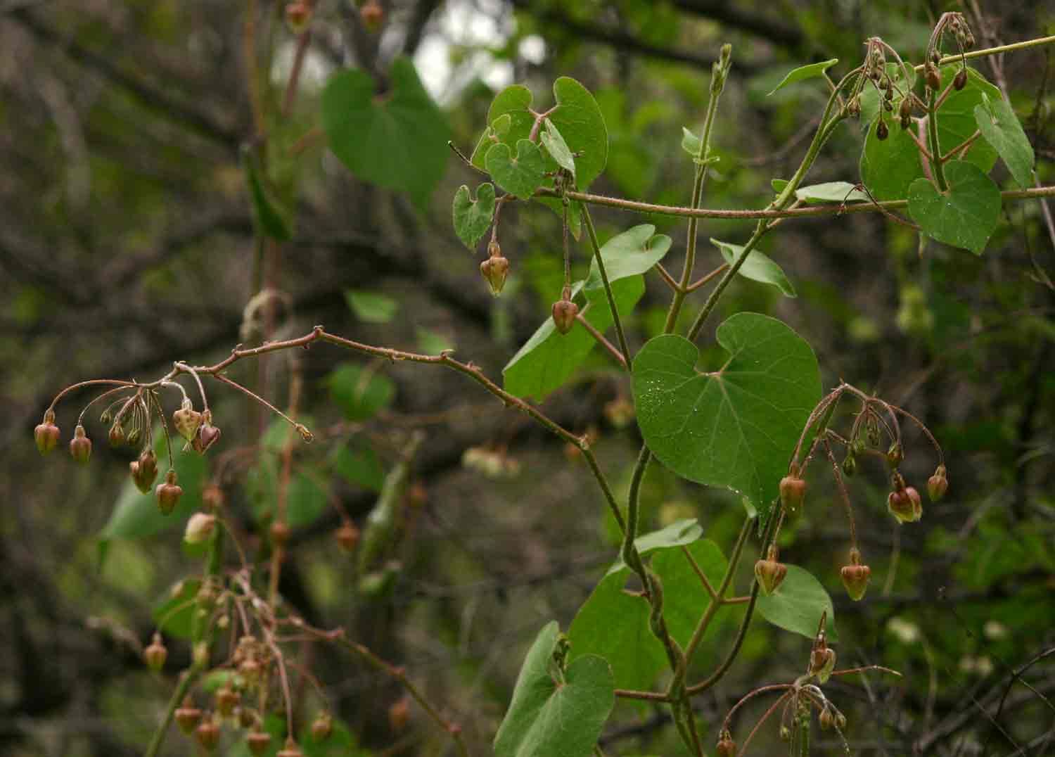 Pergularia daemia subsp. daemia Pergularia daemia subsp. daemia