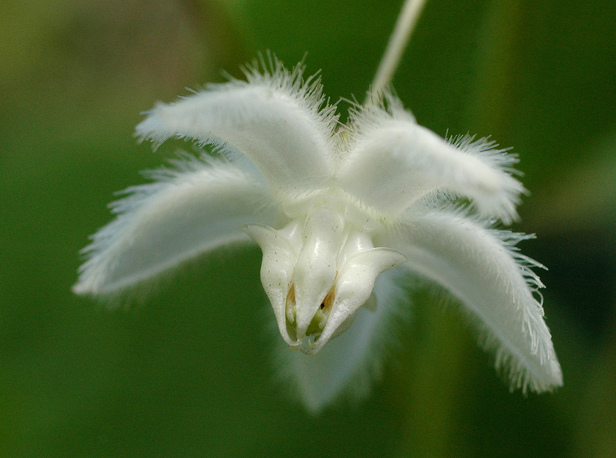 Pergularia daemia subsp. daemia