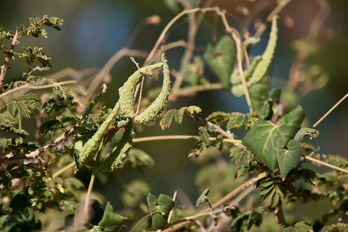 Pergularia daemia subsp. daemia