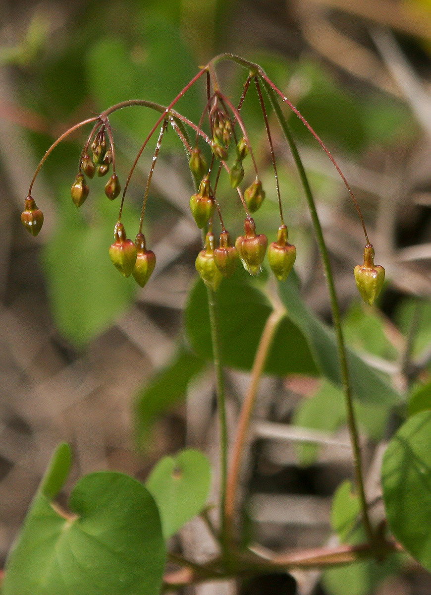 Pergularia daemia subsp. daemia