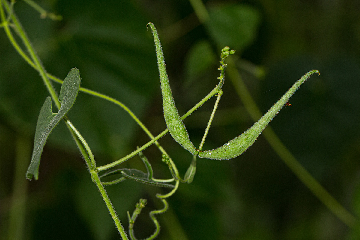 Pergularia daemia subsp. daemia