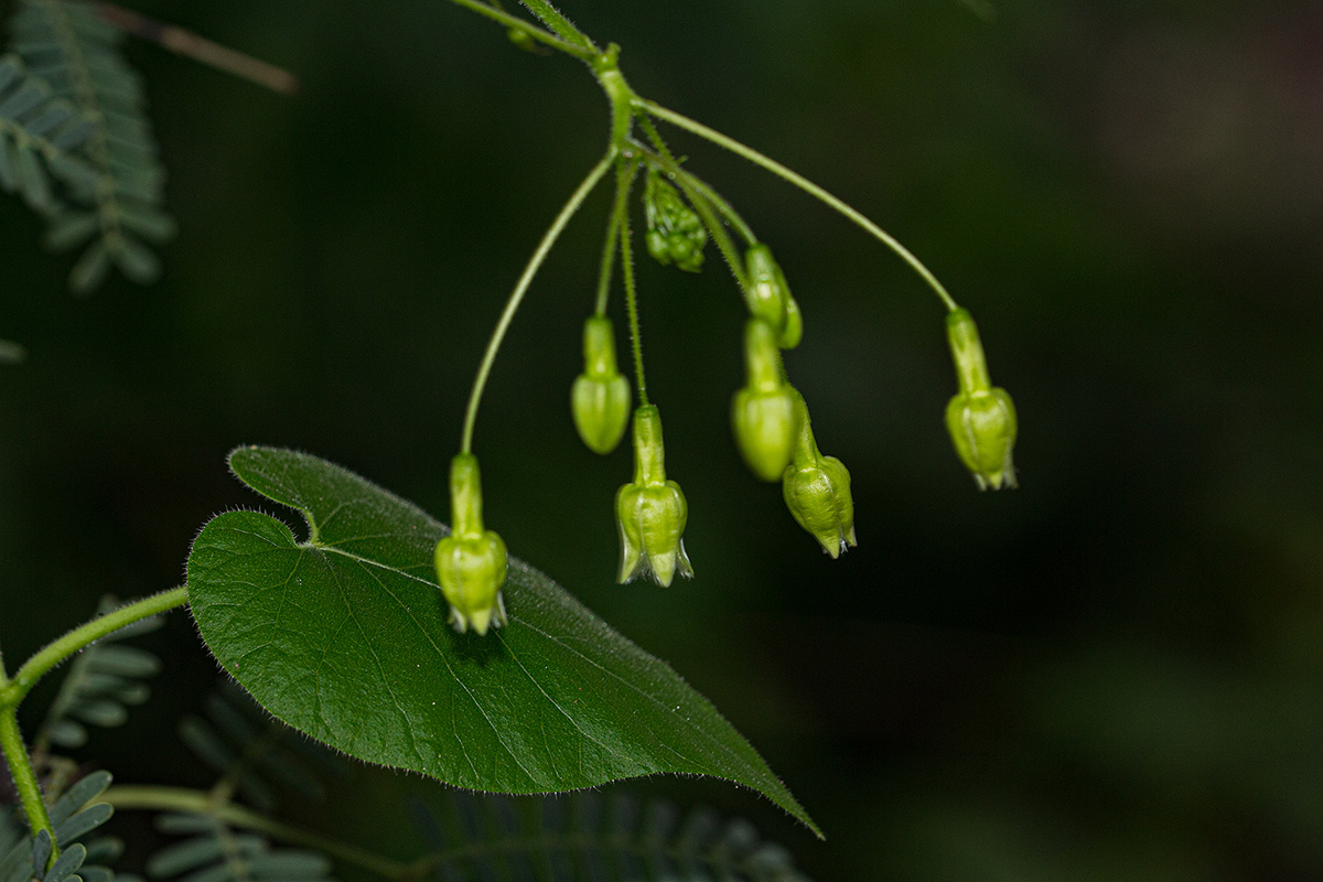 Pergularia daemia subsp. daemia