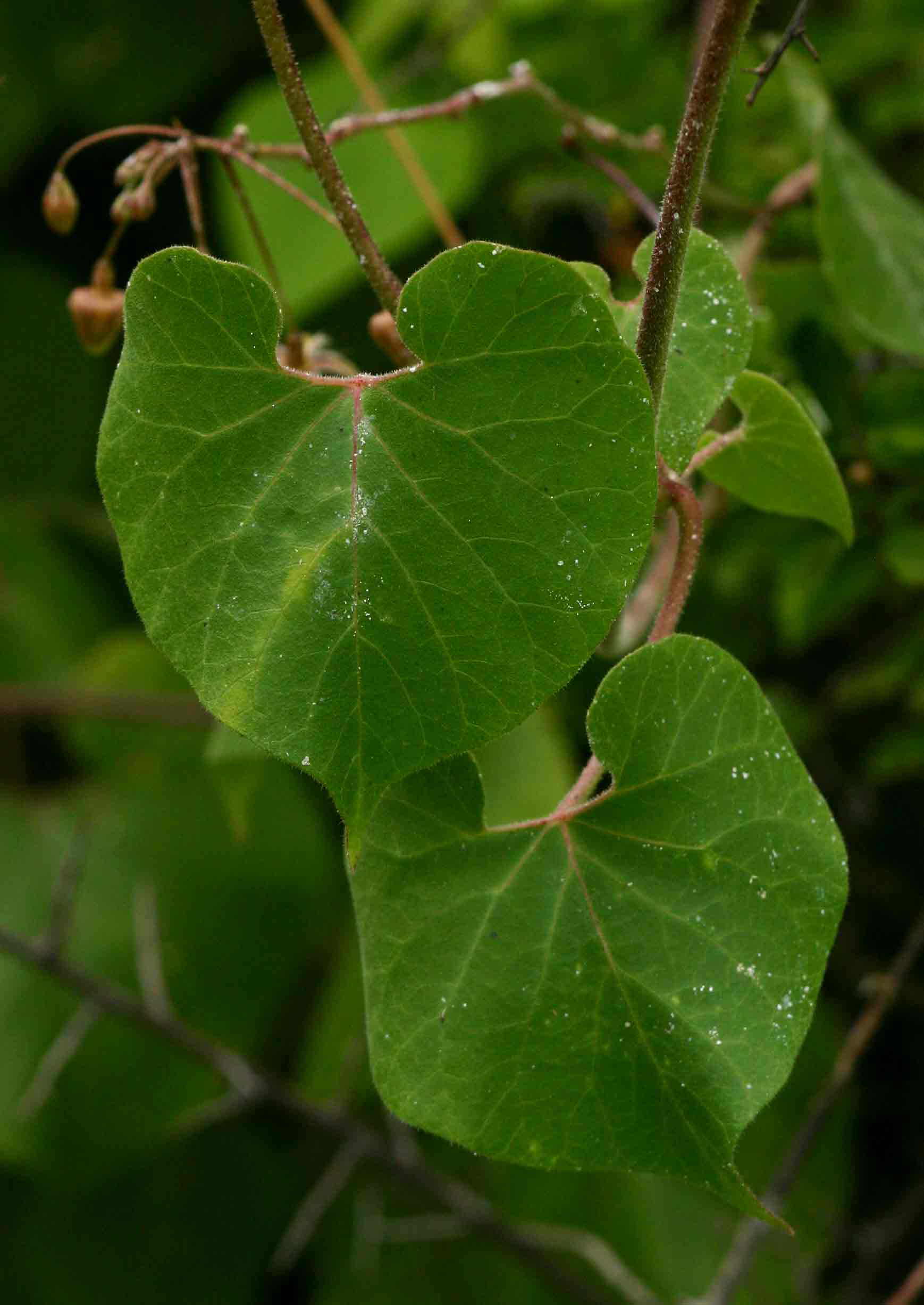 Pergularia daemia subsp. daemia