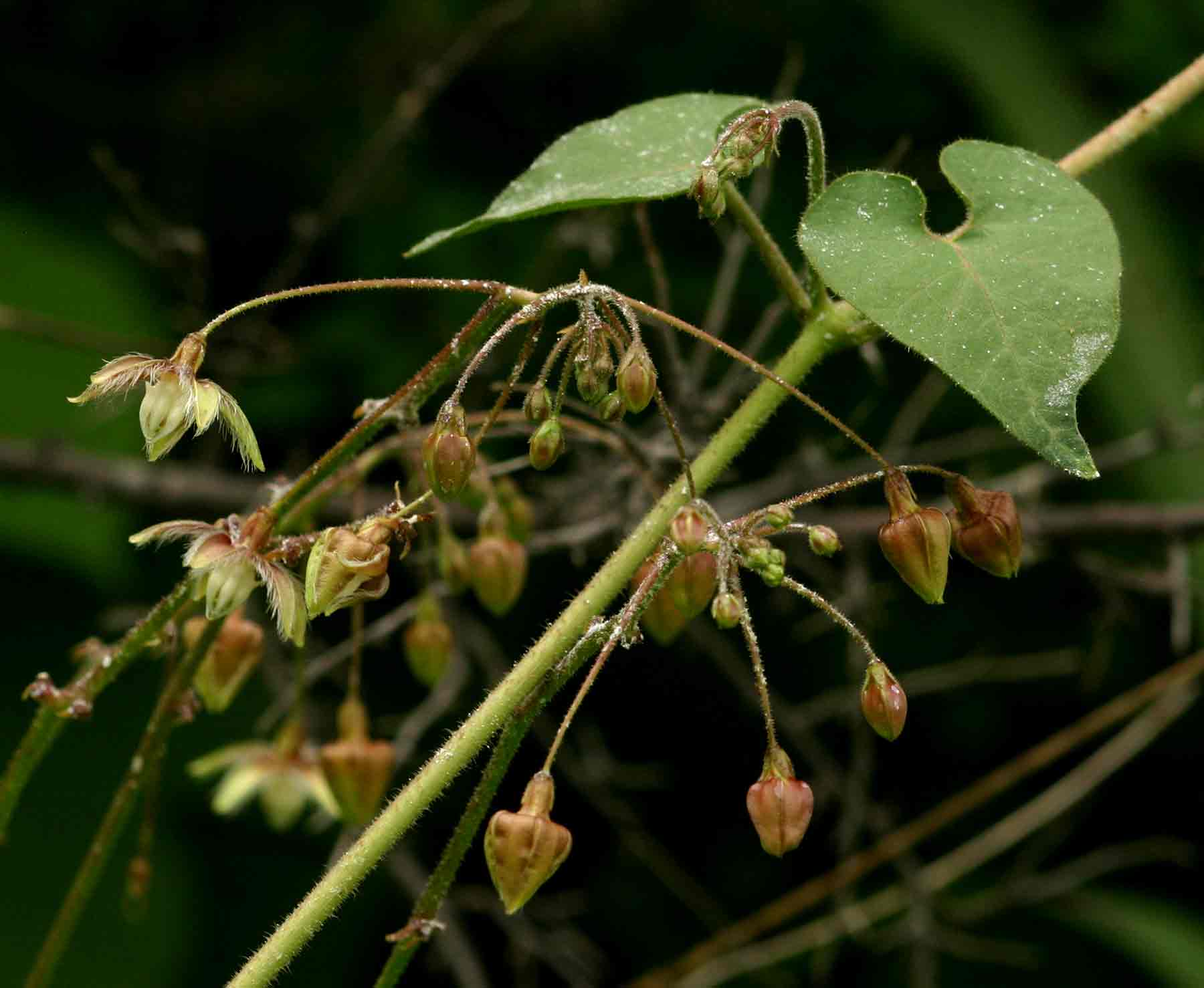 Pergularia daemia subsp. daemia Pergularia daemia subsp. daemia