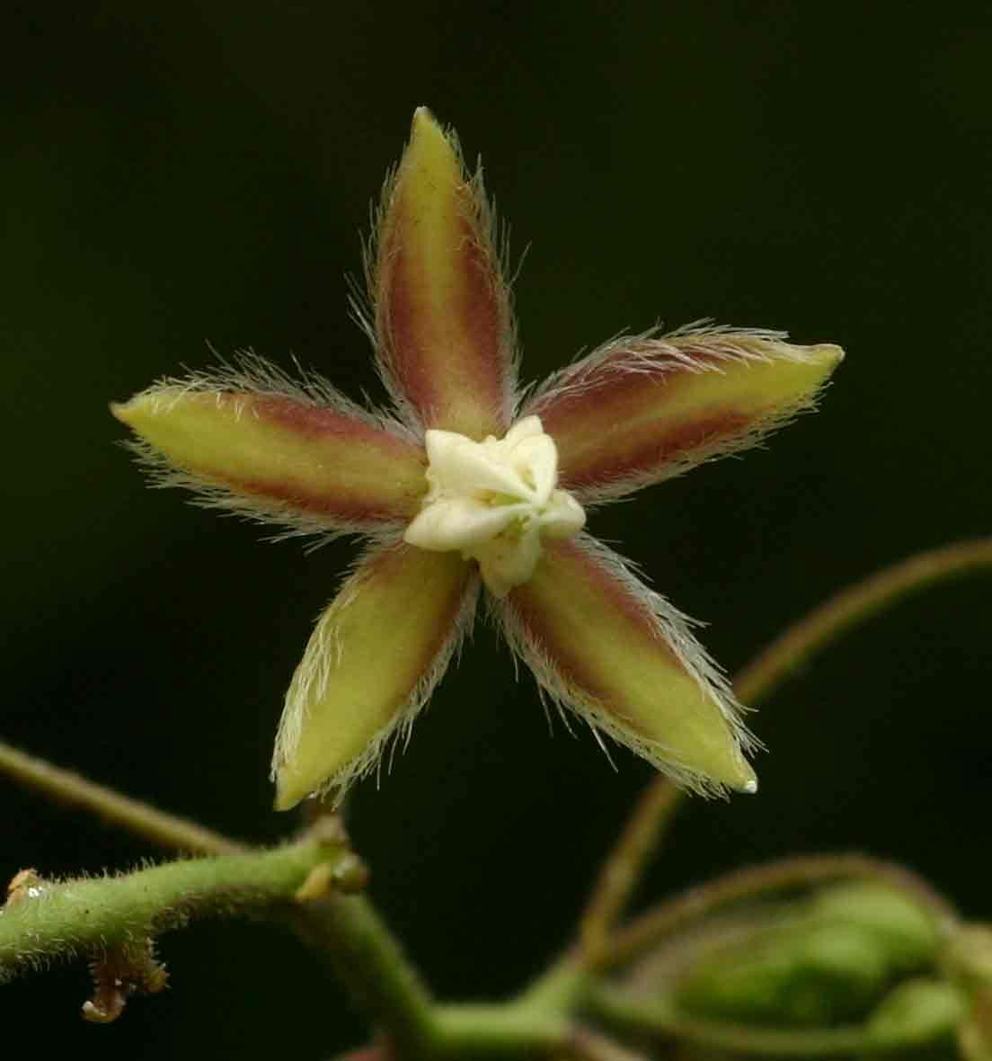 Pergularia daemia subsp. daemia Pergularia daemia subsp. daemia