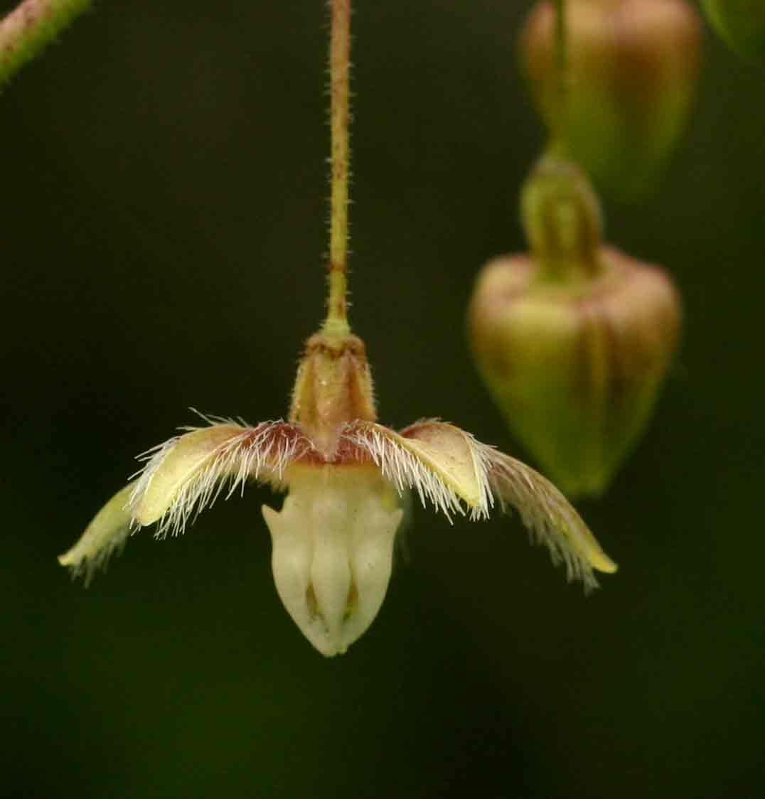 Pergularia daemia subsp. daemia Pergularia daemia subsp. daemia