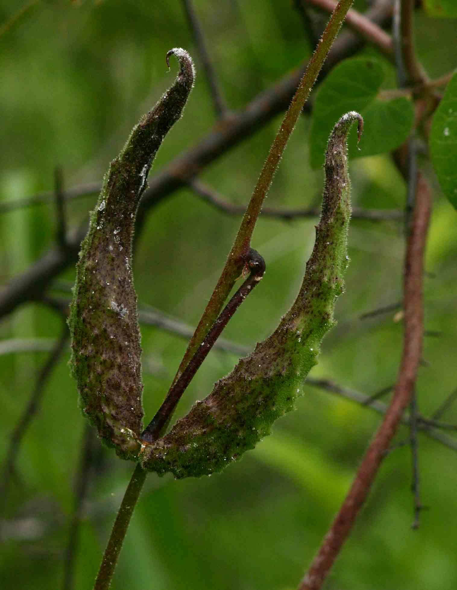 Pergularia daemia subsp. daemia