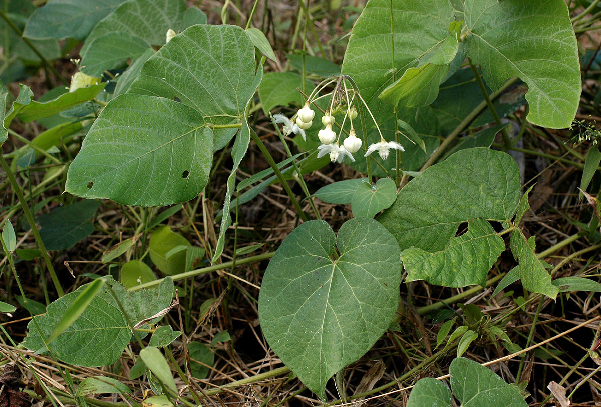 Pergularia daemia subsp. daemia