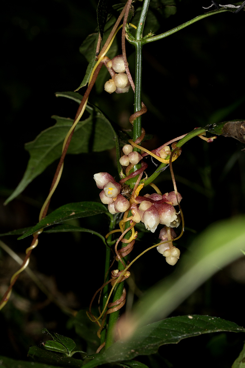 Cuscuta kilimanjari var. kilimanjari