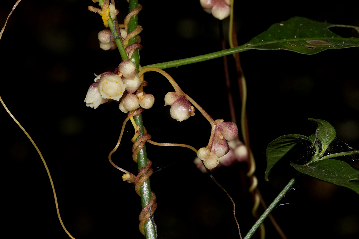 Cuscuta kilimanjari var. kilimanjari