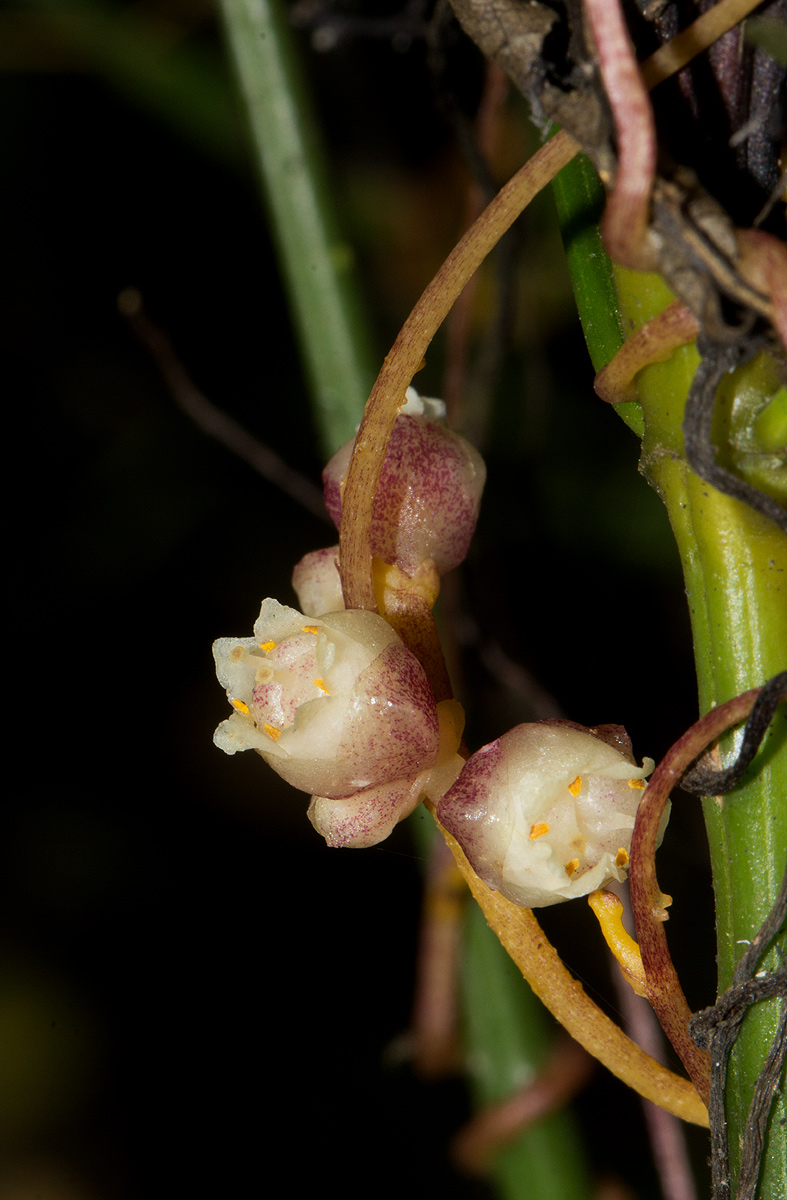 Cuscuta kilimanjari var. kilimanjari Cuscuta kilimanjari var. kilimanjari