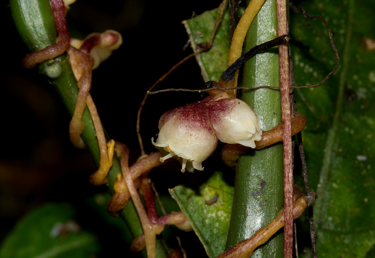 Cuscuta kilimanjari var. kilimanjari